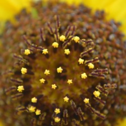 Sunflower Stars